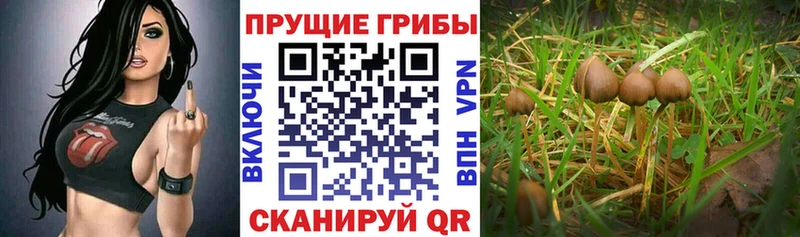 Купить  Беломорск  Псилоцибиновые грибы Magic Shrooms 